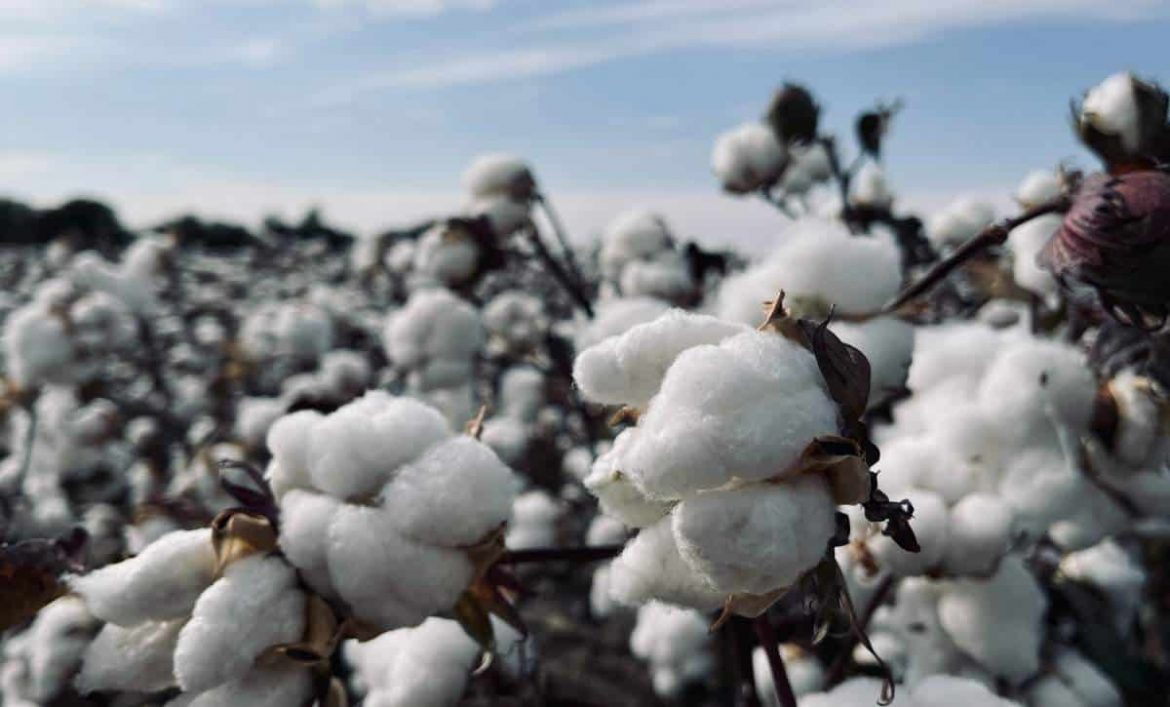 Unraveling the Truth: Is 100% Cotton Really 100%?