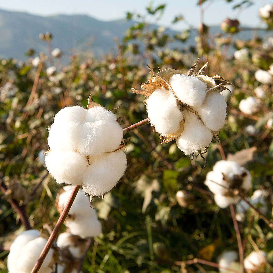 Discover the Finest Cotton: Unveiling the Country with the Softest Fibers